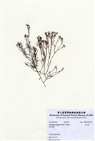 藏品(毛孢藻)的圖片